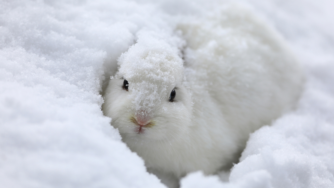 A snowshoe hare lies partially buried in snow. Its fur is the same colour as the snow and camouflages the hare from sight.