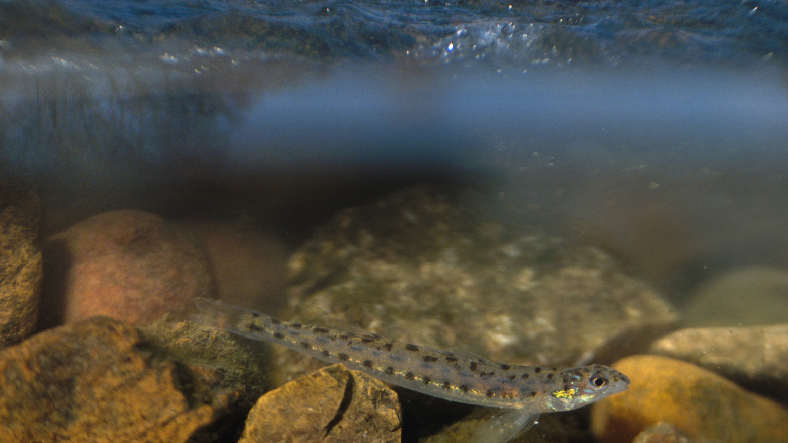 An eastern sand darter fish hides near some rocks underwater. Its scales are similar in colour to the rocks and is camouflaged from sight.