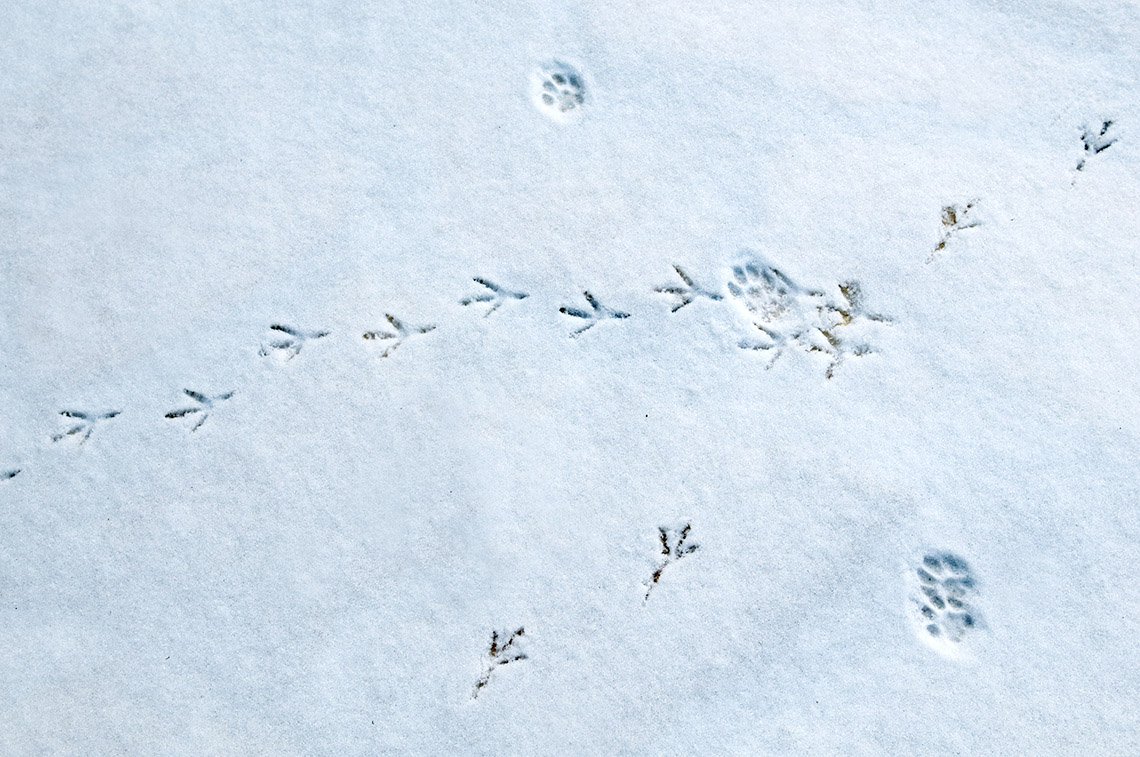 Animal tracks in the snow. Bird tracks at the top (right to left), at the bottom, and at right. Four paw prints cross over the bird tracks.