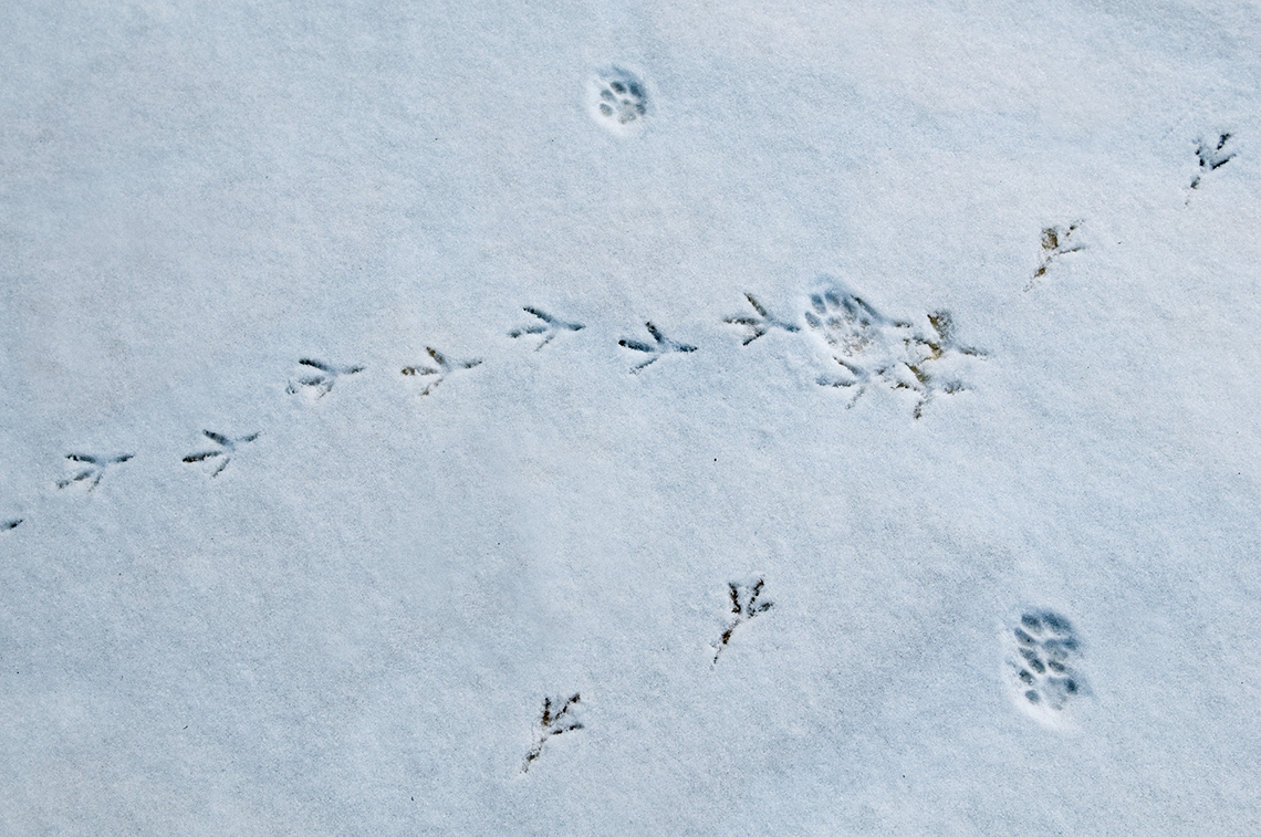 Animal tracks in the snow. Bird tracks at the top (right to left), at the bottom, and at right. Four paw prints cross over the bird tracks.