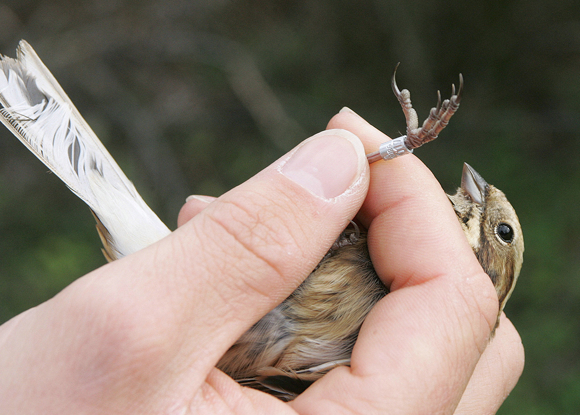 A person holds a small bird in their hand as they read the metal band attached to the bird’s leg.