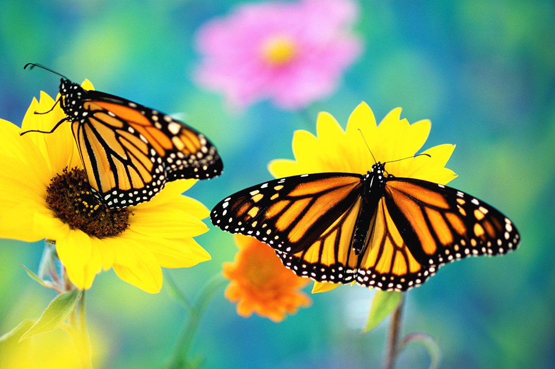 Two monarch butterflies each sit on their own flower outside on a clear day.