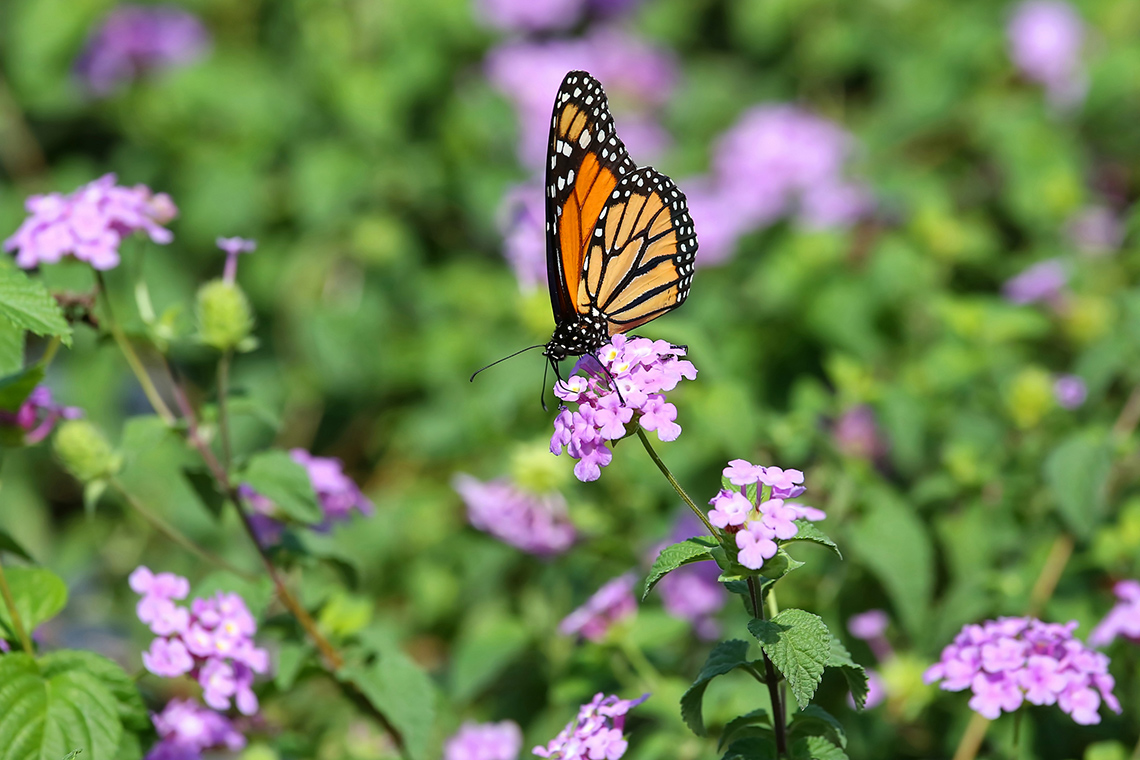 A butterfly sits on top of a milkweed flower in a field full of milkweed flowers and plants on a sunny day.