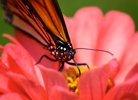 A monarch butterfly, with its wings folded back, sits in the middle of a flower eating nectar outdoors.