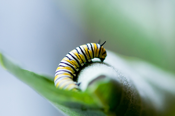 A caterpillar crawls on a milkweed leaf on a bright day.
