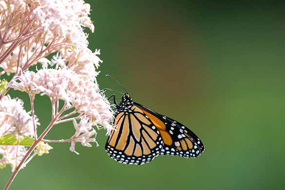 A butterfly sits on the edge of a fluffy flower on a sunny day.