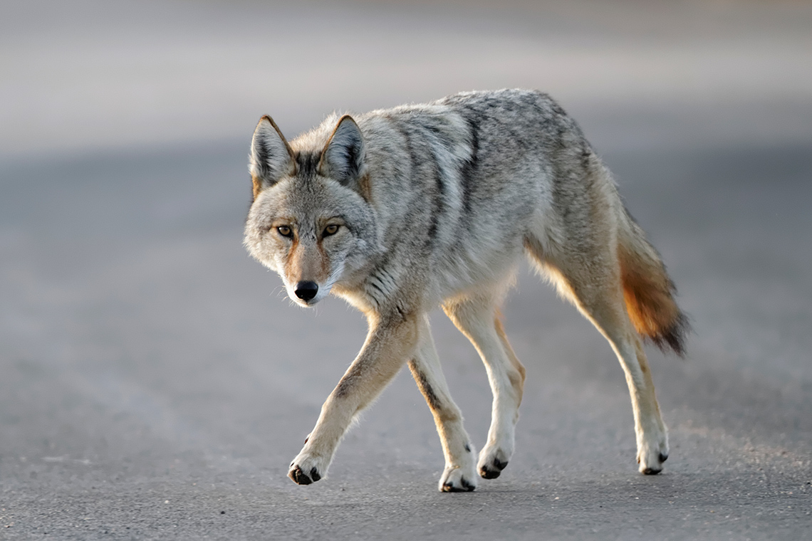 A coyote walks across a paved road, looking towards you, on a sunny day.