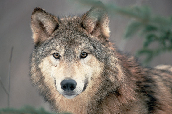 A close-up view of a wolf which is looking towards you. The wolf is standing in a forest. It has grey fur and a square face.