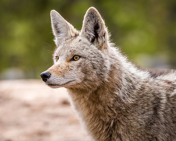 A close-up view of a coyote which is looking away from you. The coyote is standing in a clearing. It has tan fur and a pointy face.