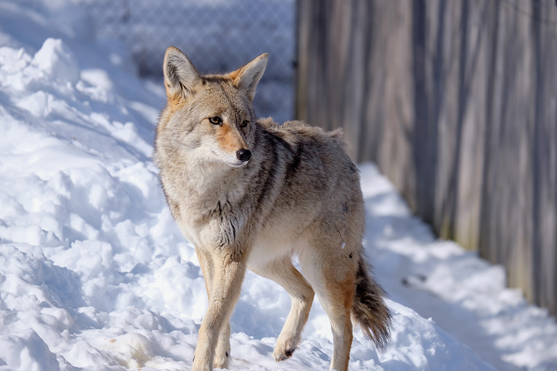 A coyote stands in the snow beside a wooden fence looking to the right, a chain-link fence in the background, on a sunny winter day.