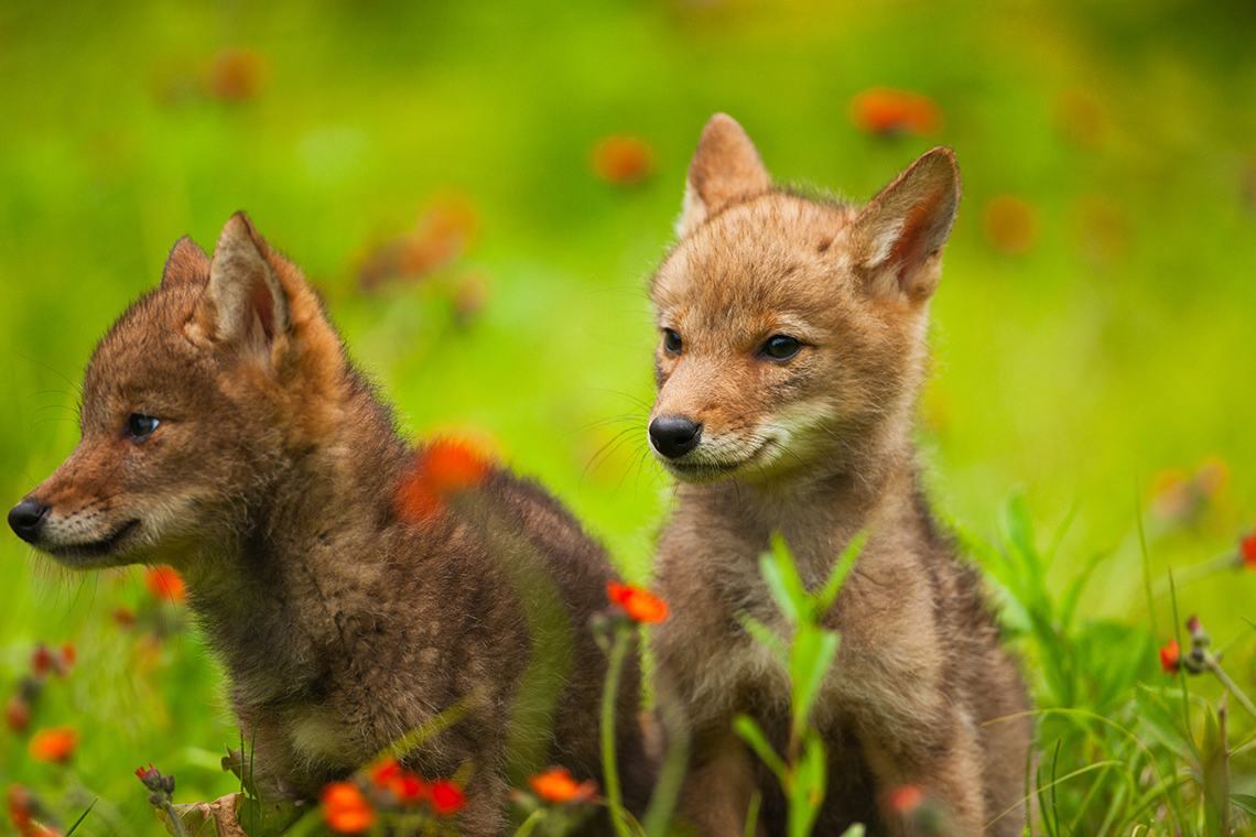Two coyote pups sit beside each other in the grass along with flowers and plants. One pup looks to the left, the other looks straight ahead.