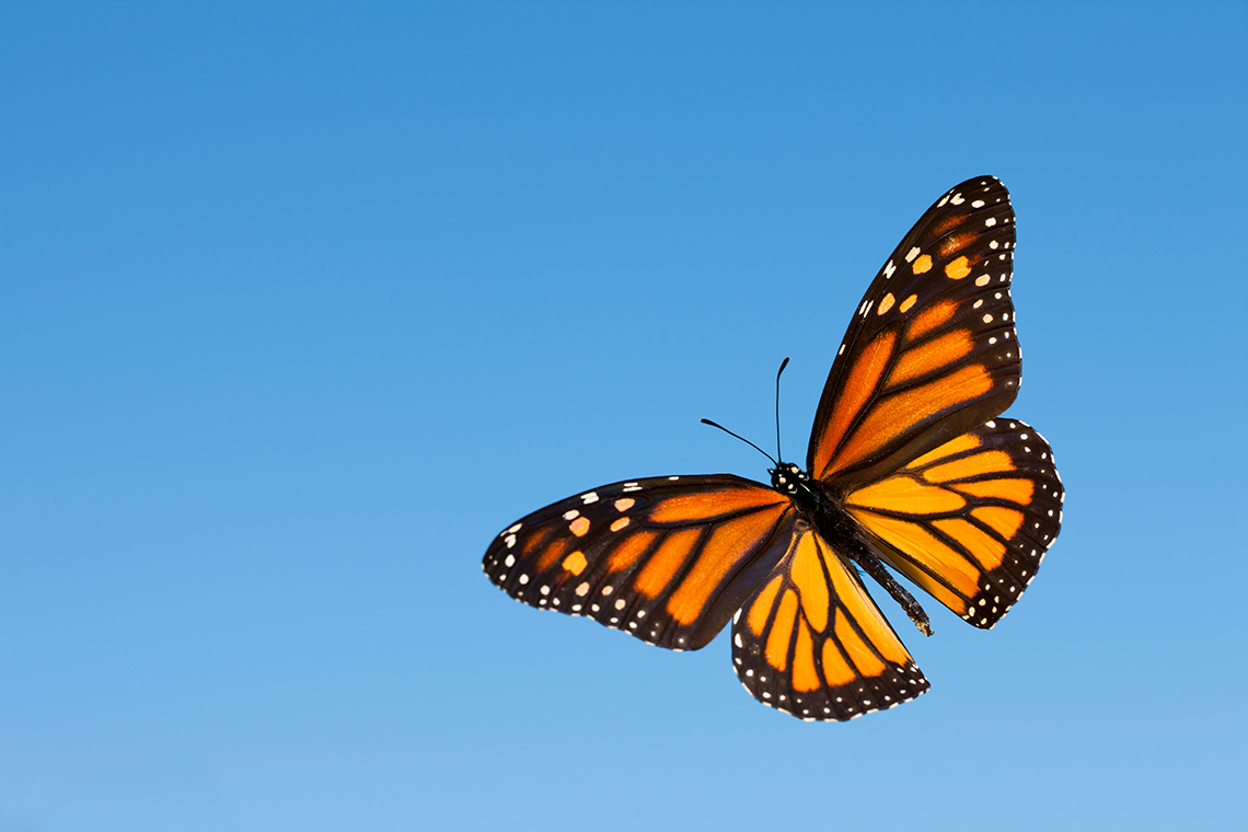 A monarch butterfly flies through a clear blue sky.