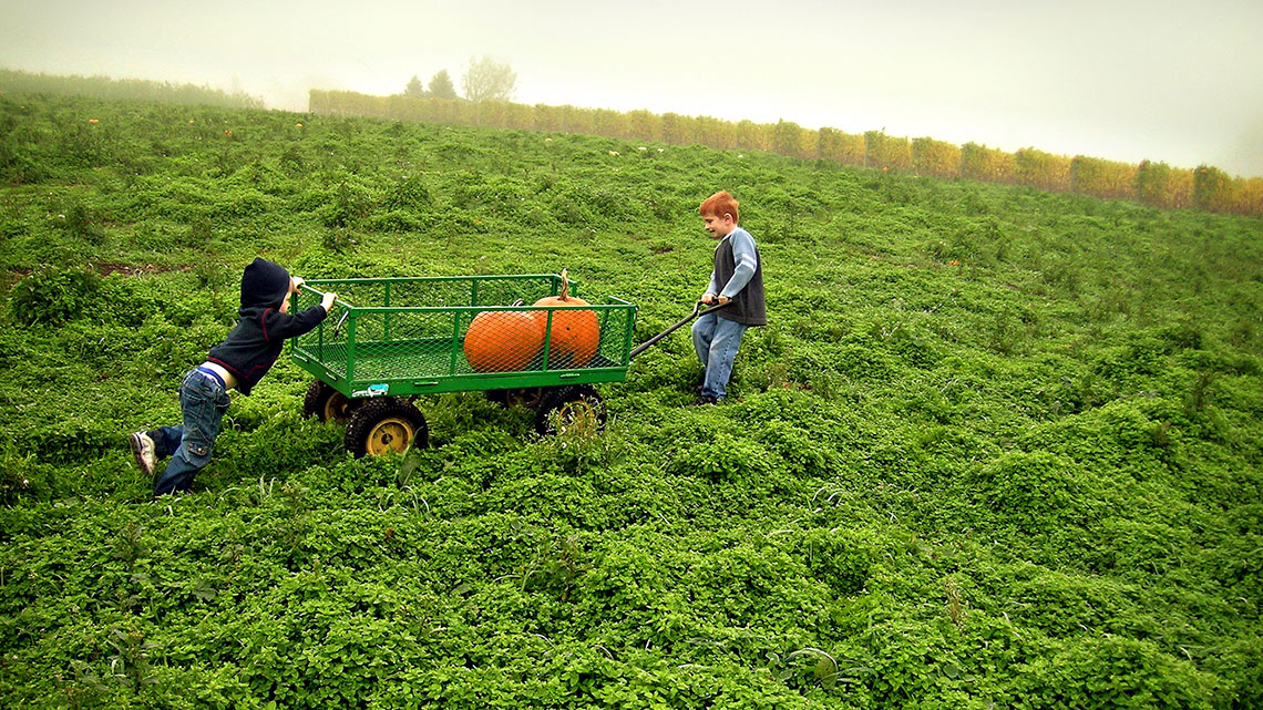 One child pulling and another child pushing a wagon with two pumpkins in it across a field.