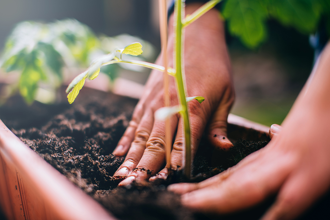 A person planting a plant.