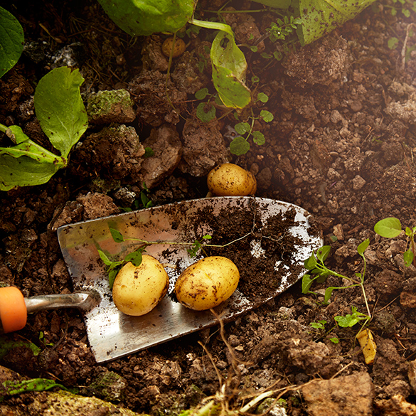 Home-grown potatoes from a greenhouse