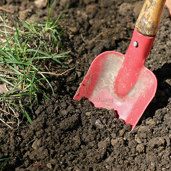 Loamy soil on the ground with a shovel digging into it