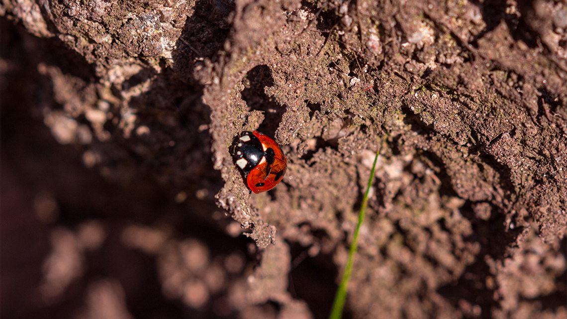 A small red ladybug in soil