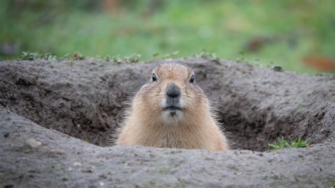 A prairie dog coming out from a dirt hole