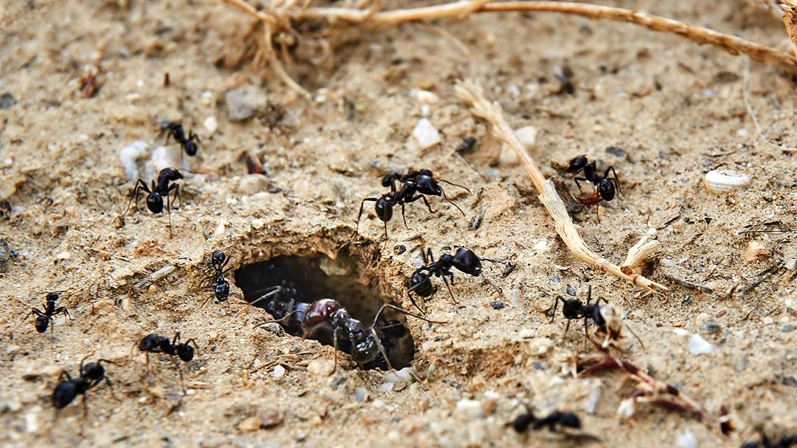 Ants crawling in dirt
