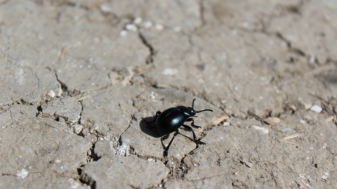 An image of a beetle on a rock
