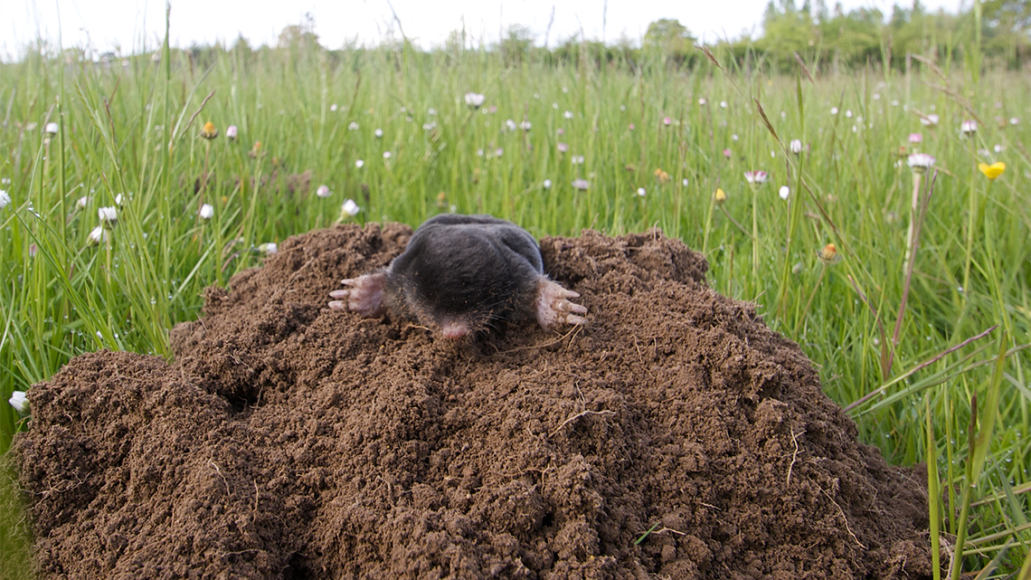 A mole on a hill of dirt