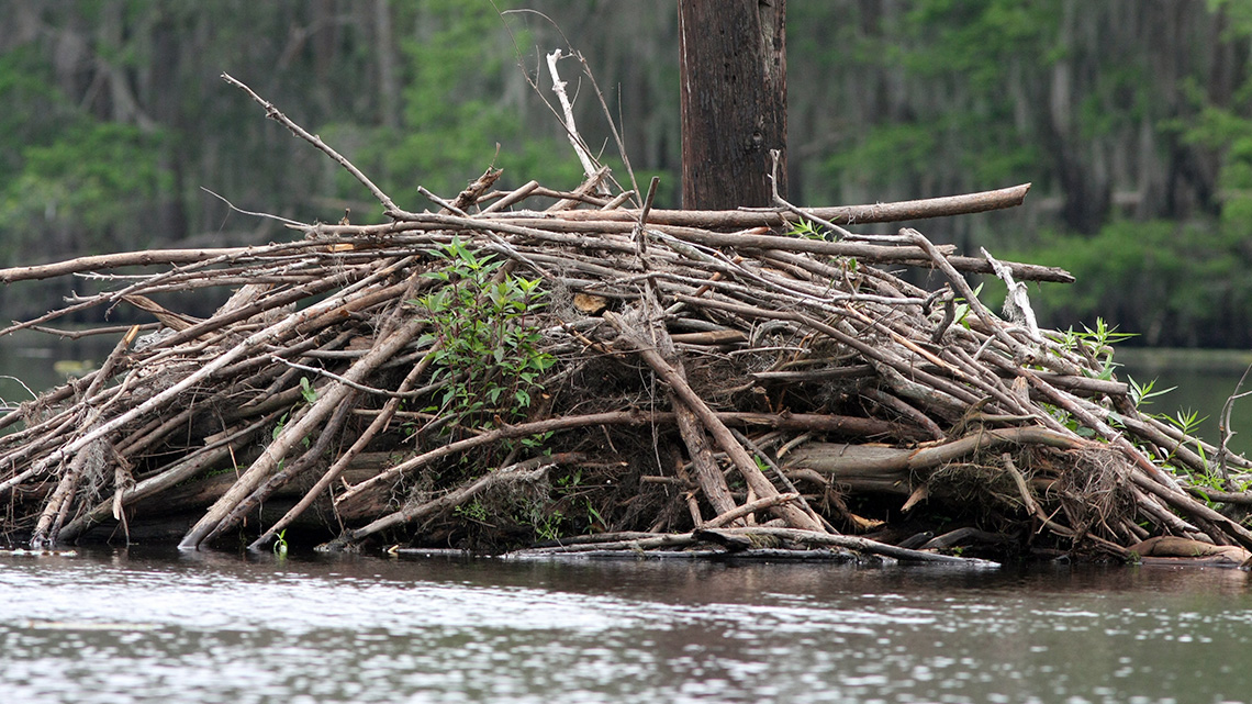 Sticks and branches piled in a dome shape on top of a lake.
