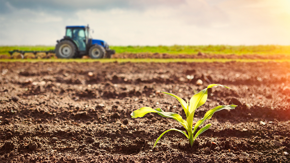 A tractor on a corn field.