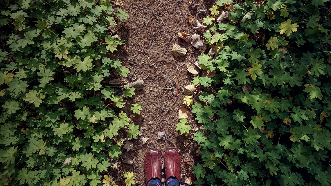 Soil covered with plants.
