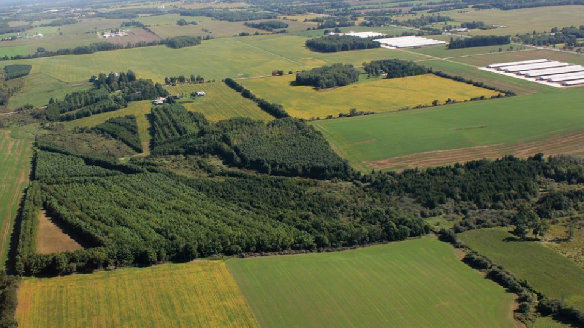 A field covered in trees and grass.
