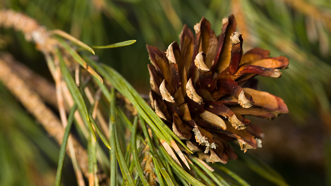 A pine cone attached to a tree. 