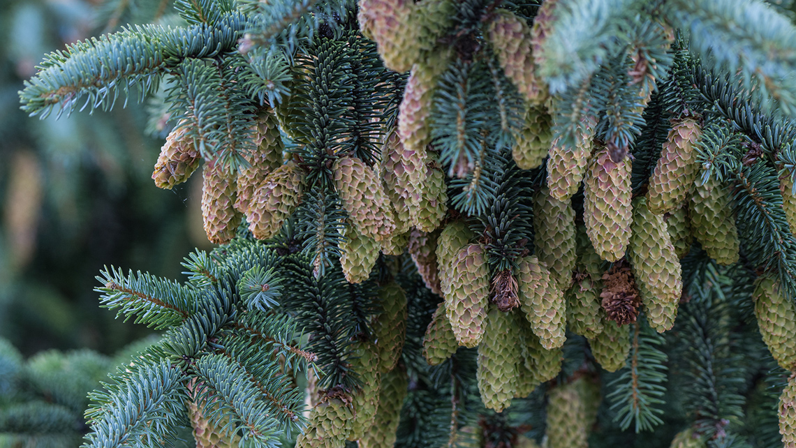 Pinecones attached to tree, all the pinecones have closed scales. 