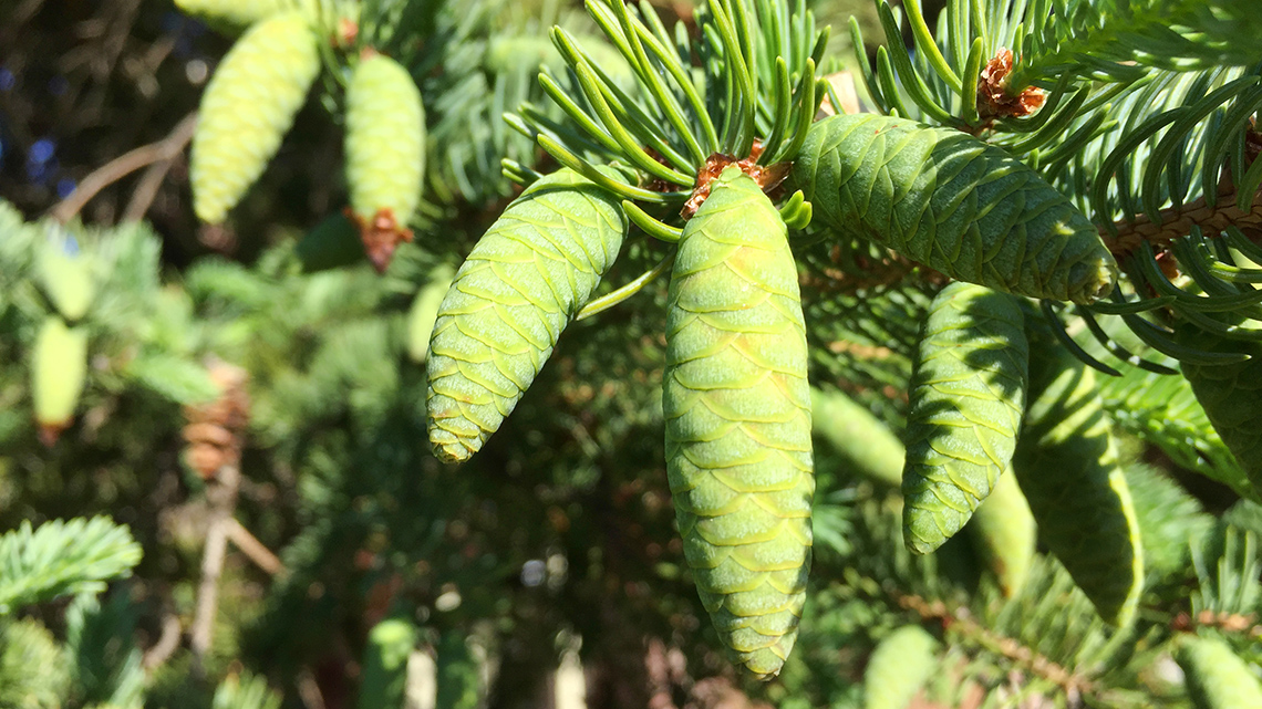 Green pinecones.