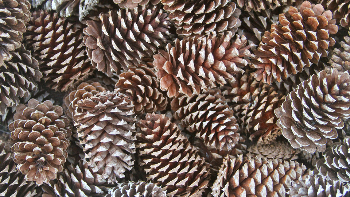 A collection of pinecones with their scales open. 