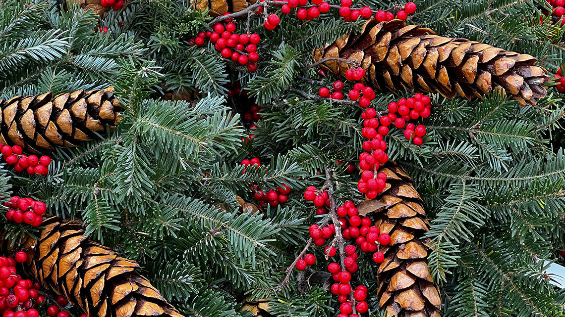 Pinecones attached to a tree in the beginning stages of opening. 