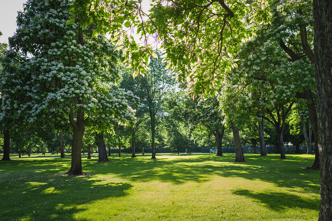 A grassy space area filled with trees.