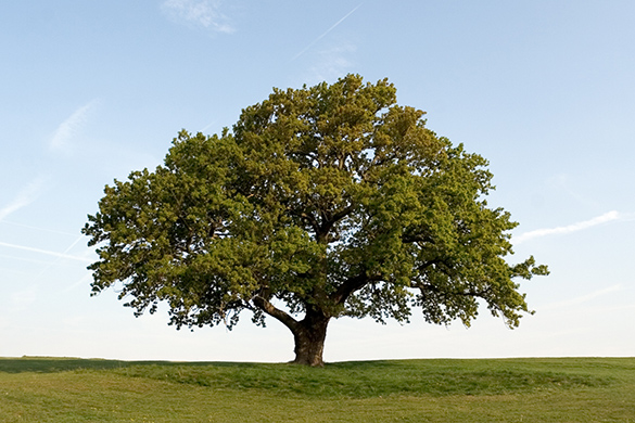 A tree with leaves growing tall and wide in a field of grass.

										