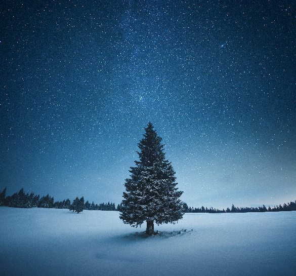 A tree with needles growing tall in a triangle shape in a field of snow.

										