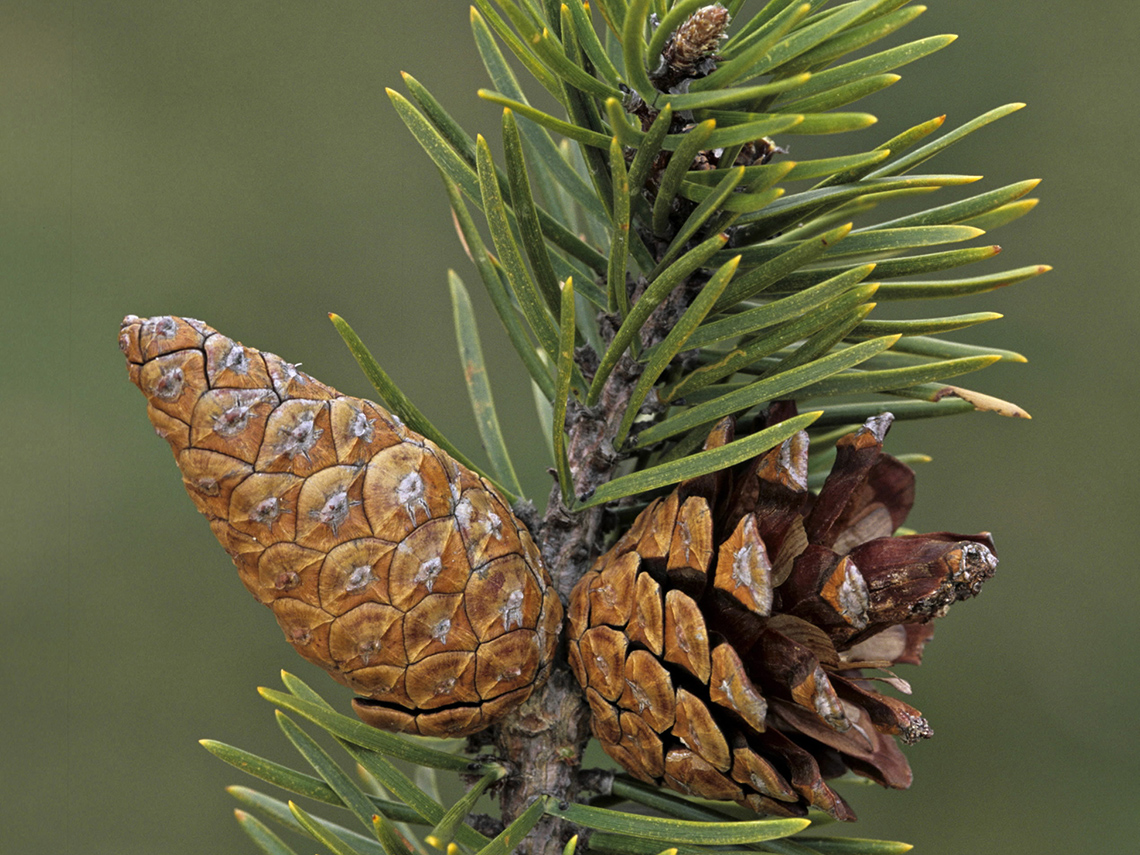 one side of the branch has a closed jack pinecone, and the other side is opened.