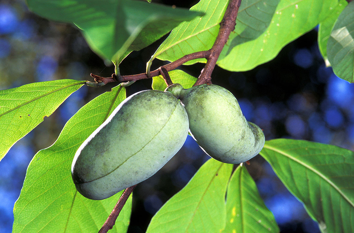 A pawpaw tree with very simple leaves and large green fruit hanging.