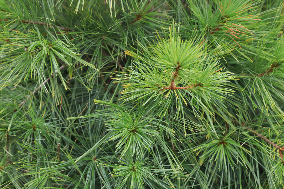 Eastern white pine plant. The leaves of this plant are very needle like.