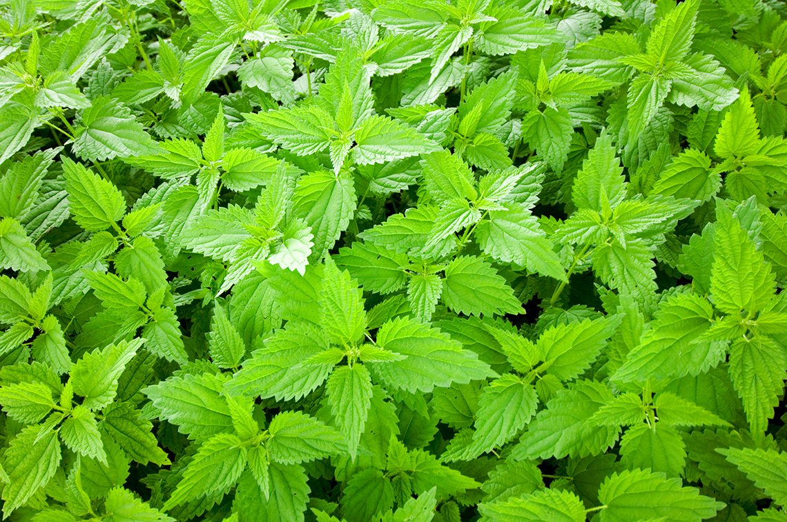 Stinging nettle plants. They have a main stem that has leaves around it. The leaves have very defined veins.