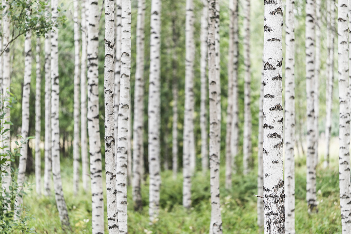 Birch trees. They have a long, thin white trunk.