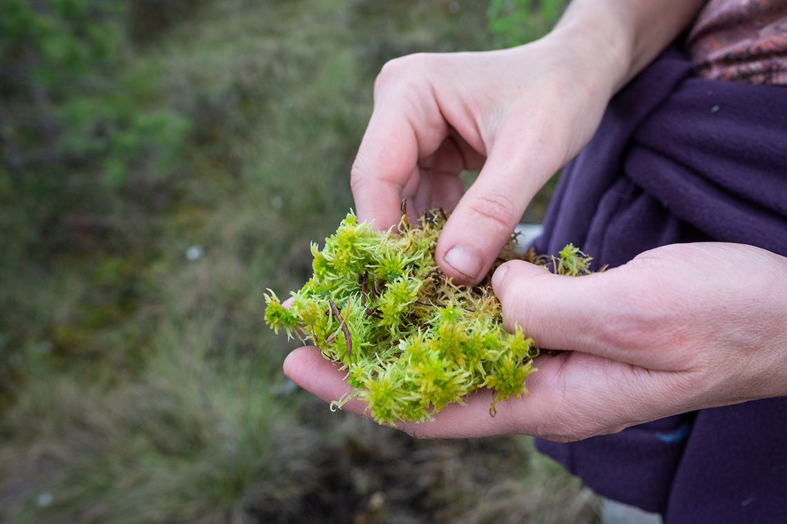 A moss plant. It appears to be very dense and clumpy.