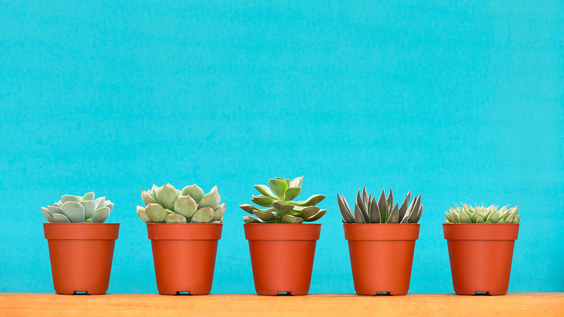 Five pots containing five succulent plants.