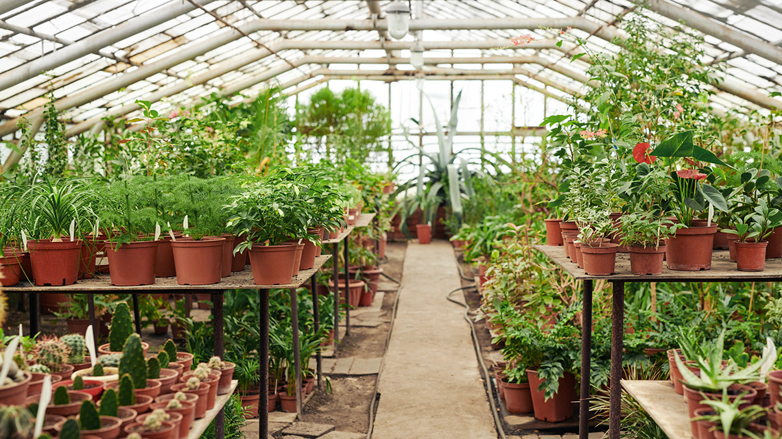 A greenhouse filled with different plants.