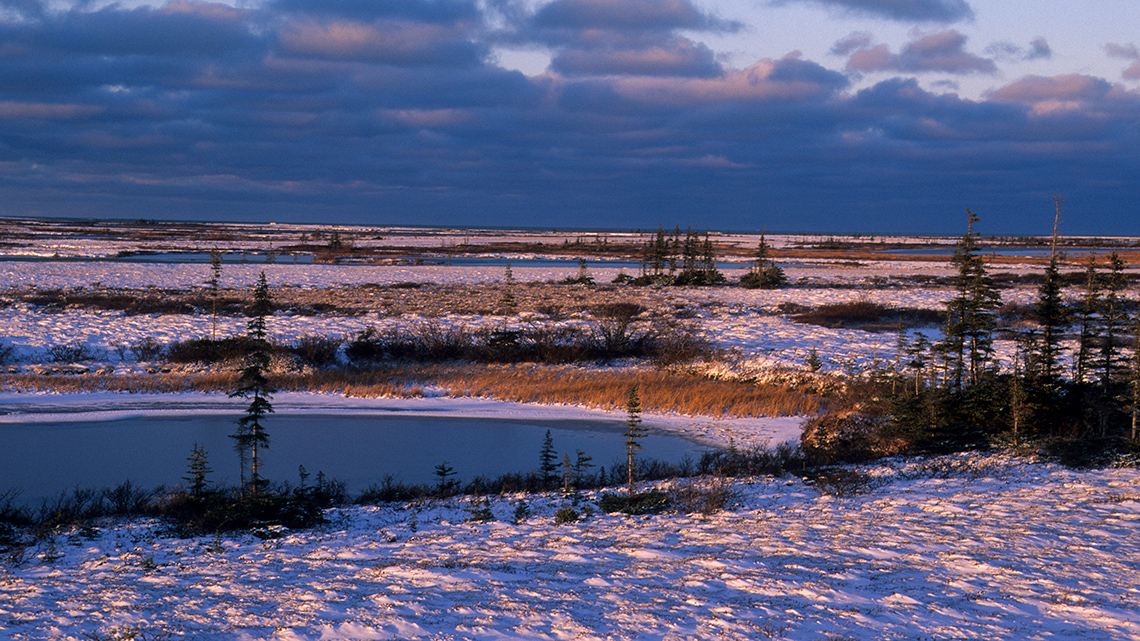 Tundra covered in a thin layer of snow. There are patches of grass, some spruce trees, and a few small ponds.