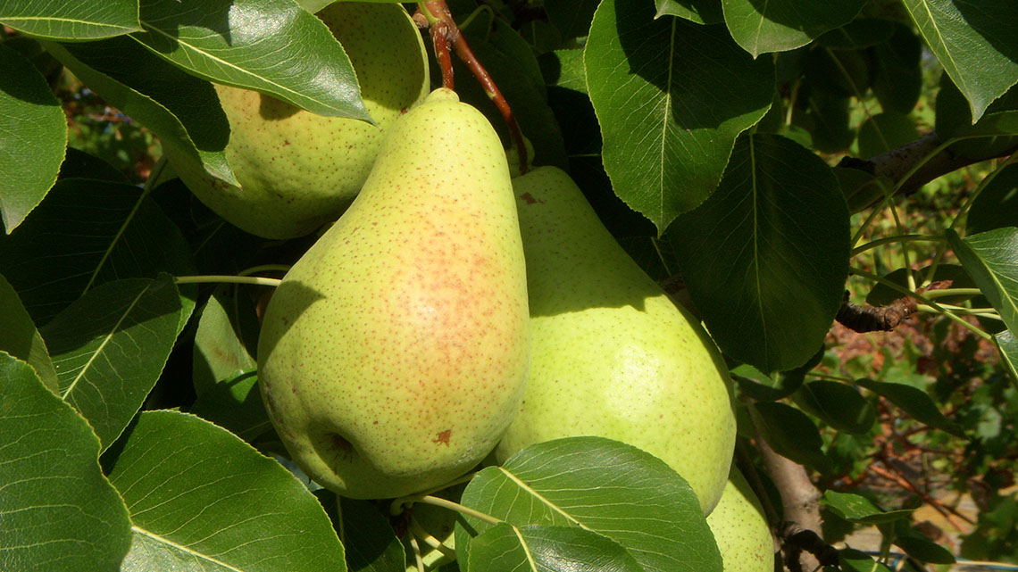 A pear with a wide rounded bottom and a skinny rounded top hanging on the end of a branch ripening from green to yellow