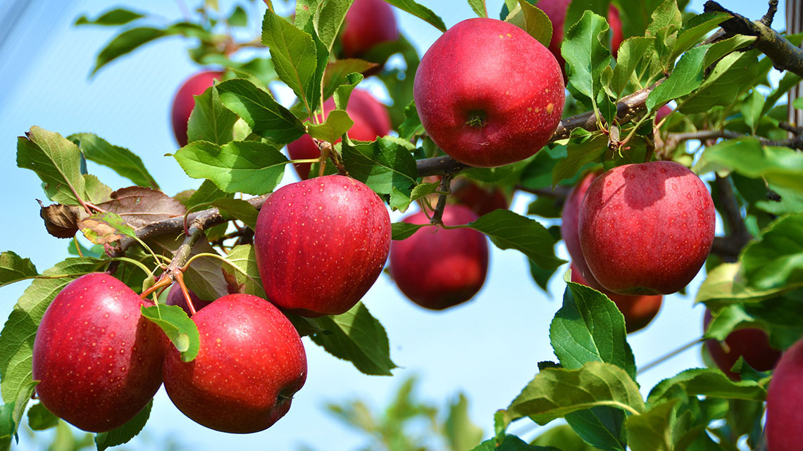 Several round red fruits hanging along the same branch of a tree.