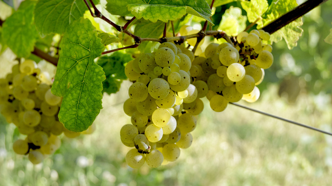 Bunches of many small round yellow fruits hanging on a vine.