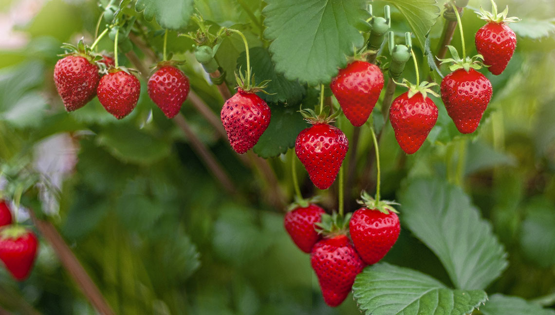 A dozen small red fruits with wide rounded tops and skinny rounded bottoms hanging from a bush.